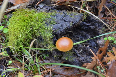 High angle view of mushrooms growing on field