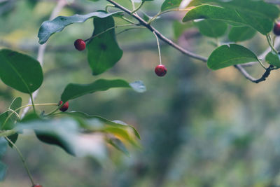 Close-up of berries growing on tree