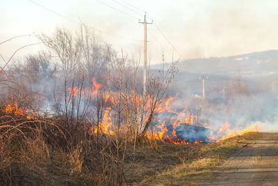 A large fire flame destroys dry grass and tree branches along the road.