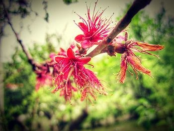 Close-up of flower against blurred background