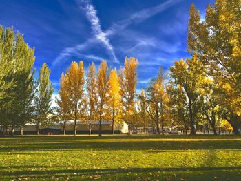 Trees on grassy field in park against blue sky