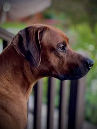 Close-up of dog looking away