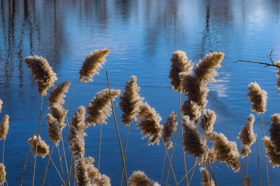 Close-up of reed plants against lake