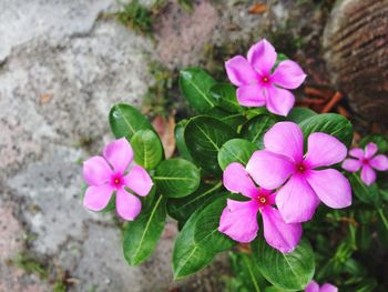 High angle view of pink cosmos blooming outdoors