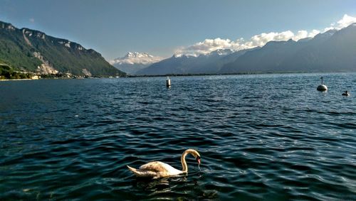 Duck swimming in sea