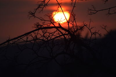 Sun shining through trees