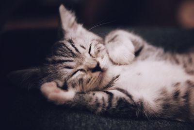 Close-up of cat sleeping