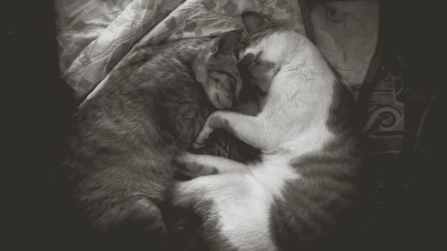 Cat sleeping on tiled floor