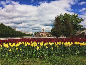 Yellow flowers blooming against sky