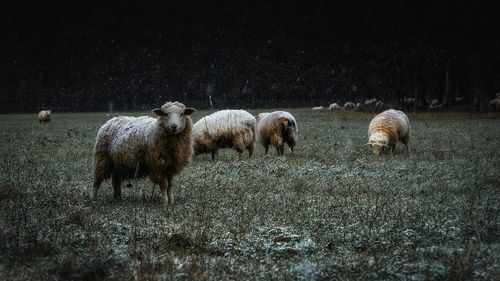 Close-up of sheep on field during winter