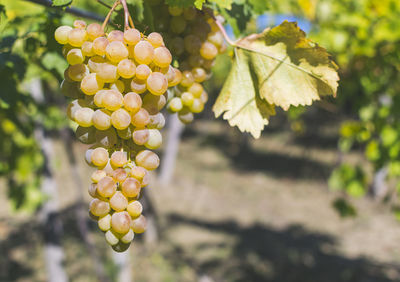 Close-up of grapes growing in vineyard