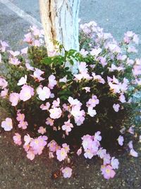 Close-up of flowers growing on tree trunk