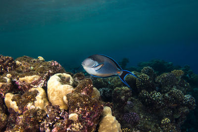 Close-up of fish swimming in sea