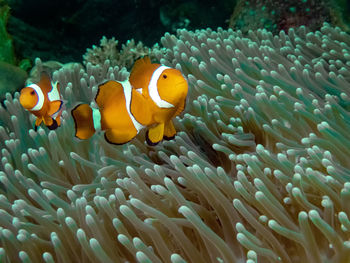 Fish swimming in sea