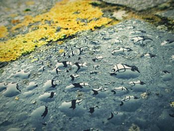 High angle view of raindrops on road