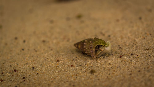 Close-up of frog on sand