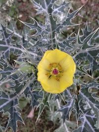 Close-up of yellow flowering plant