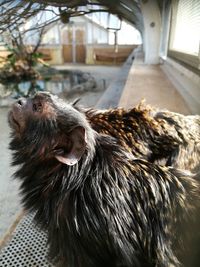 Close-up of an animal looking away