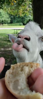 Close-up of the muzzle of a goat with its tongue hanging out, about to chew bread from a human palm.