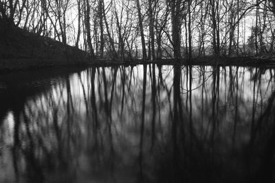 Reflection of silhouette trees in lake at forest