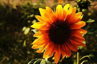 Close-up of sunflower
