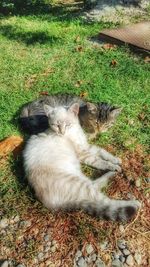 High angle view of cat relaxing on field