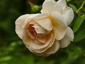 Close-up of white rose