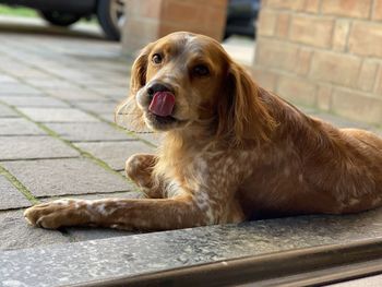 Dog looking away while sitting on floor