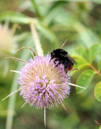 Close-up of bee pollinating on purple flower