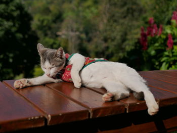 View of a dog resting