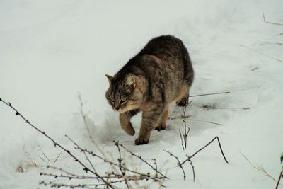 High angle view of cat on snow covered field