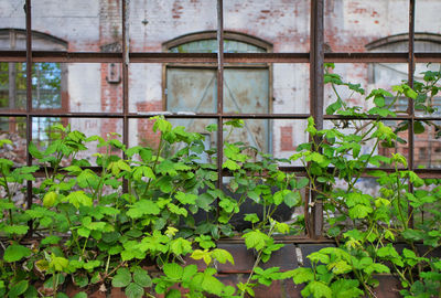 Ivy growing in abandoned building