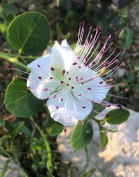 Close-up of white flowering plant