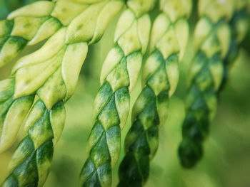 Full frame shot of green leaves