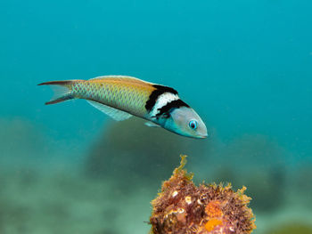 Close-up of fish swimming in sea