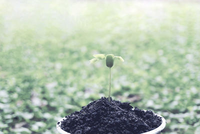 Close-up of small plant