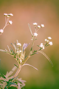 Close-up of white flowering plant