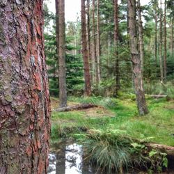 Trees in forest