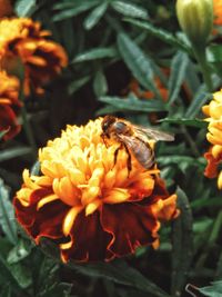 Close-up of bee pollinating on flower