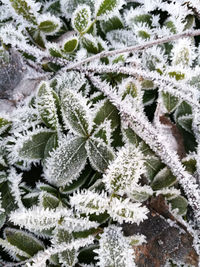 High angle view of plants during winter