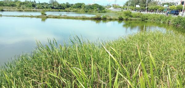 Scenic view of lake