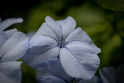 Close-up of wet purple flowering plant