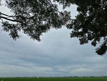 Trees on field against sky