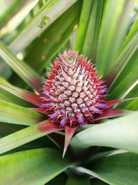 Close-up of purple flower blooming outdoors