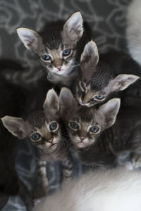 Close-up portrait of cat