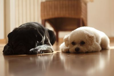 Close-up of a dog sleeping on floor at home