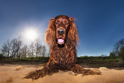 Portrait of dog sticking out tongue