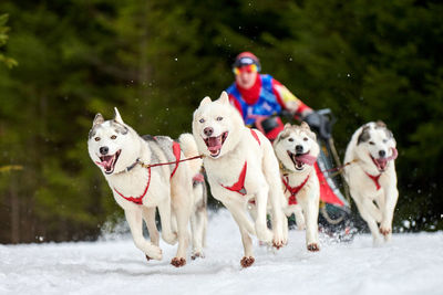 View of dogs on snow covered landscape