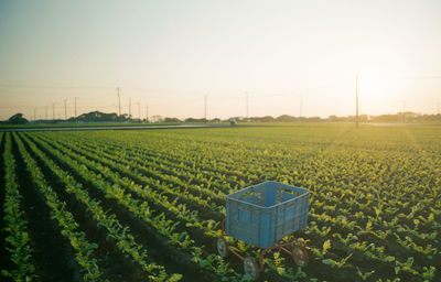 Scenic view of agricultural field against sky during sunset