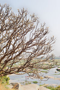 Bare tree against clear sky
